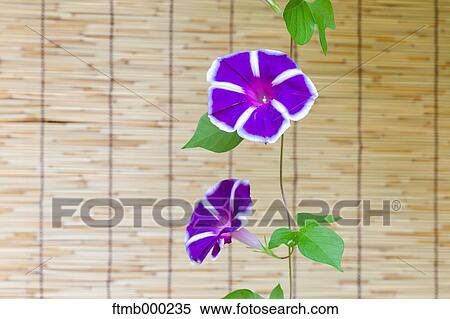 Japanese Morning Glory View Large Photo Image Stock Photography - Japanese Morning Glory. Fotosearch