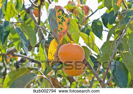 Picture - Japanese Persimmon. Fotosearch