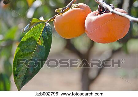 Stock Photograph - Japanese Persimmon. Fotosearch