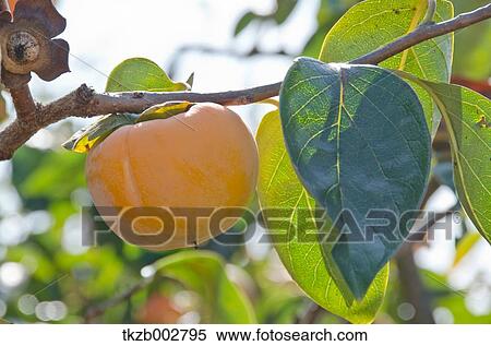 Stock Photography - Japanese Persimmon. Fotosearch