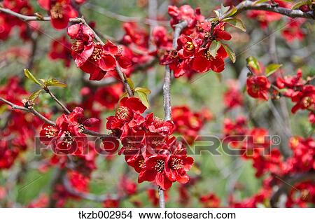 Picture - Japanese quince. Fotosearch
