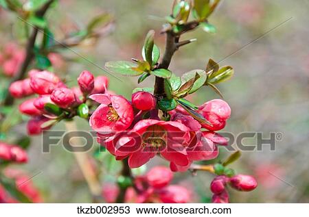 Japanese quince View Large Photo Image Stock Image - Japanese quince. Fotosearch