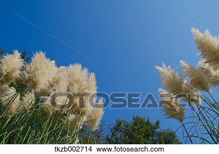 Picture - Japanese silver grass and sky. Fotosearch