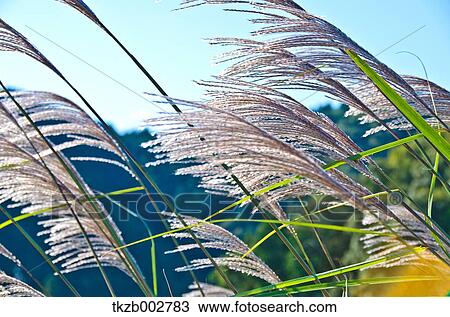 Japanese silver grass and sky View Large Photo Image Stock Image - Japanese silver grass and sky. Fotosearch