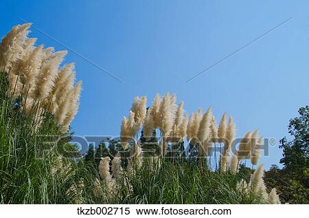 Japanese silver grass and sky View Large Photo Image Stock Photography - Japanese silver grass and sky. Fotosearch