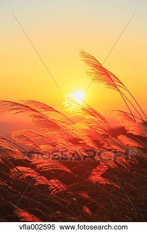 Japanese silver grass and sky View Large Photo Image Stock Photography - Japanese silver grass and sky. Fotosearch