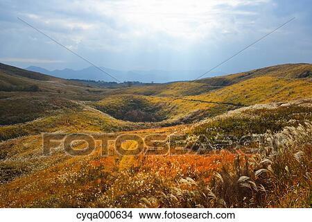 Picture - Japanese silver grass. Fotosearch