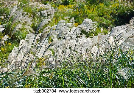 Picture - Japanese silver grass. Fotosearch