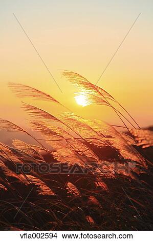 Picture - Japanese silver grass. Fotosearch