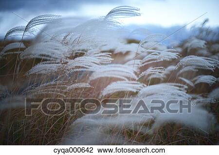 Stock Image - Japanese silver grass. Fotosearch