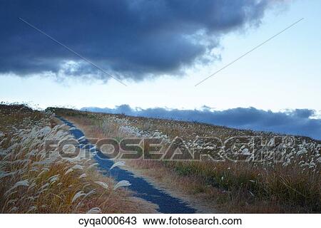 Japanese silver grass View Large Photo Image Stock Image - Japanese silver grass. Fotosearch