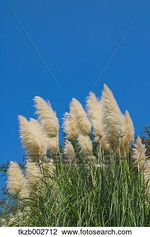 Stock Image - Japanese silver grass. Fotosearch