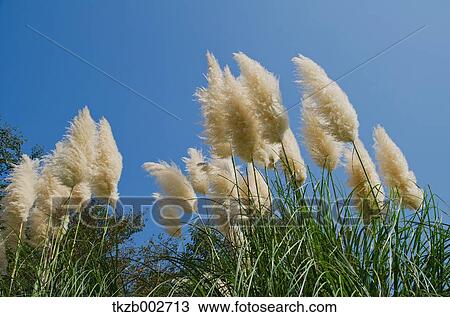 Stock Image - Japanese silver grass. Fotosearch