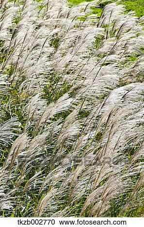 Stock Image - Japanese silver grass. Fotosearch