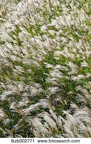 Stock Image - Japanese silver grass. Fotosearch