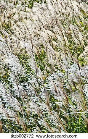 Stock Image - Japanese silver grass. Fotosearch