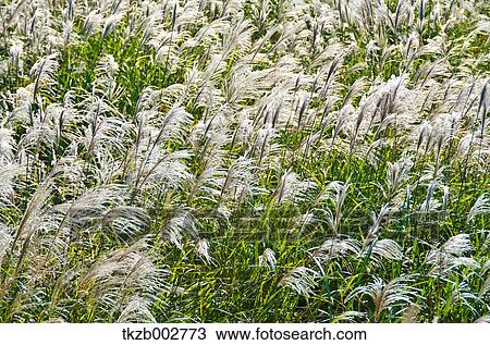 Stock Image - Japanese silver grass. Fotosearch