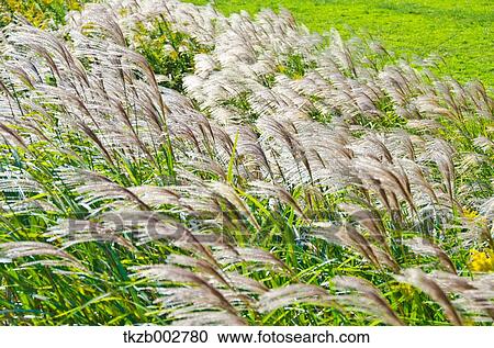 Stock Image - Japanese silver grass. Fotosearch