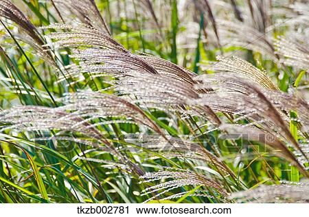 Japanese silver grass View Large Photo Image Stock Image - Japanese silver grass. Fotosearch
