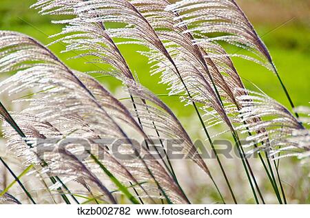 Stock Image - Japanese silver grass. Fotosearch