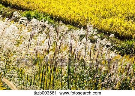 Japanese silver grass View Large Photo Image Stock Image - Japanese silver grass. Fotosearch