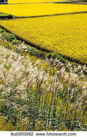 Stock Image - Japanese silver grass. Fotosearch