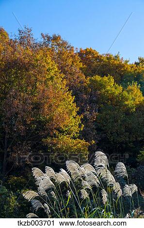 Stock Image - Japanese silver grass. Fotosearch