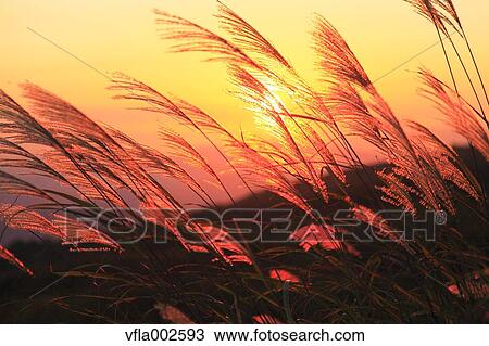 Stock Image - Japanese silver grass. Fotosearch