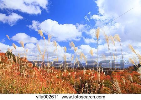 Japanese silver grass View Large Photo Image Stock Image - Japanese silver grass. Fotosearch