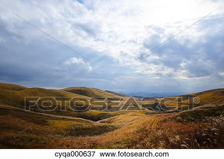 Japanese silver grass View Large Photo Image Stock Photo - Japanese silver grass. Fotosearch