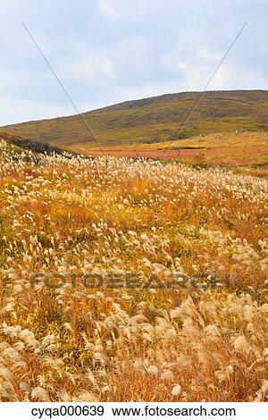 Stock Photo - Japanese silver grass. Fotosearch