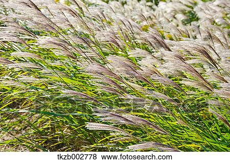 Japanese silver grass View Large Photo Image Stock Photo - Japanese silver grass. Fotosearch
