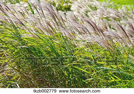 Stock Photo - Japanese silver grass. Fotosearch