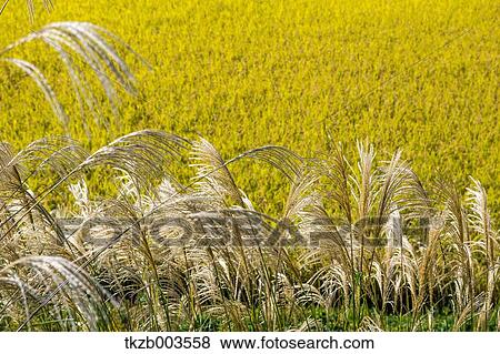 Japanese silver grass View Large Photo Image Stock Photo - Japanese silver grass. Fotosearch