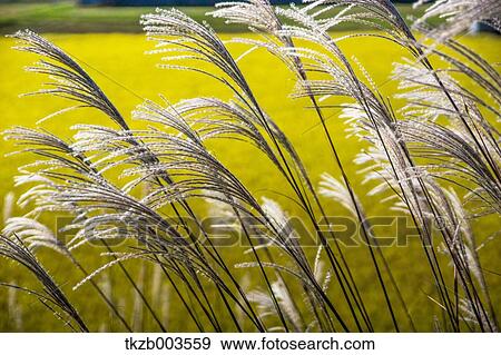 Stock Photo - Japanese silver grass. Fotosearch