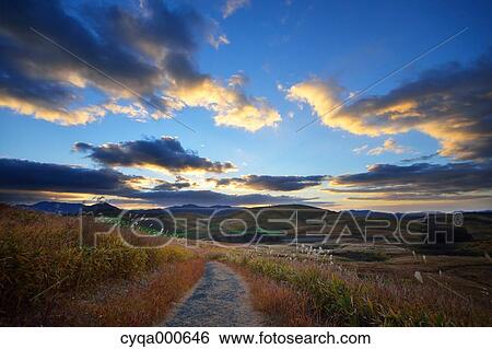 Stock Photograph - Japanese silver grass. Fotosearch