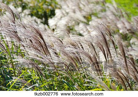 Japanese silver grass View Large Photo Image Stock Photograph - Japanese silver grass. Fotosearch