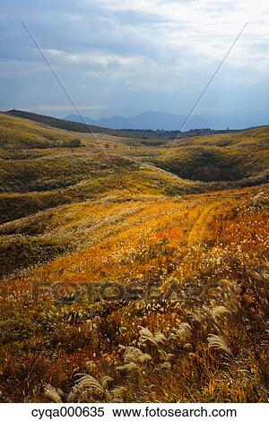 Stock Photography - Japanese silver grass. Fotosearch