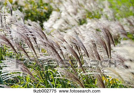 Japanese silver grass View Large Photo Image Stock Photography - Japanese silver grass. Fotosearch