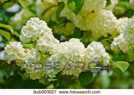 Stock Photo - Japanese Snowball. Fotosearch