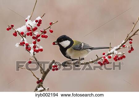 Picture - Japanese Tit. Fotosearch