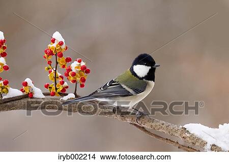 Japanese Tit View Large Photo Image Picture - Japanese Tit. Fotosearch