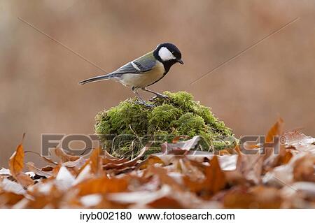Stock Image - Japanese Tit. Fotosearch