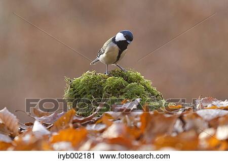 Japanese Tit View Large Photo Image Stock Image - Japanese Tit. Fotosearch