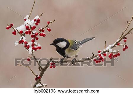 Japanese Tit View Large Photo Image Stock Image - Japanese Tit. Fotosearch