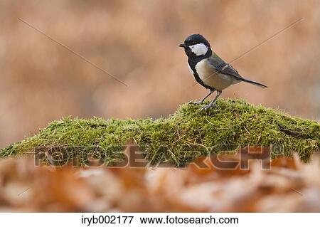 Japanese Tit View Large Photo Image Stock Photo - Japanese Tit. Fotosearch