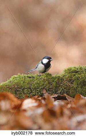 Stock Photo - Japanese Tit. Fotosearch
