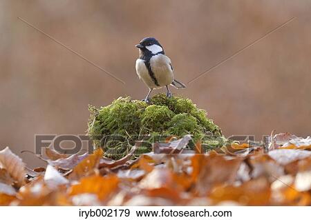 Stock Photo - Japanese Tit. Fotosearch