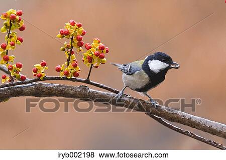 Japanese Tit View Large Photo Image Stock Photo - Japanese Tit. Fotosearch