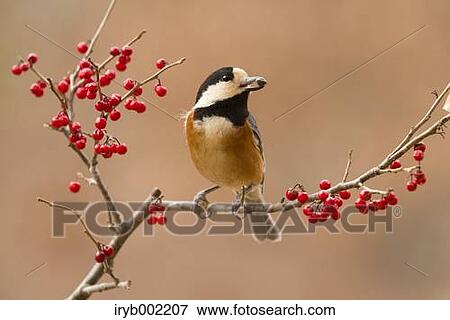 Japanese Tit View Large Photo Image Stock Photo - Japanese Tit. Fotosearch